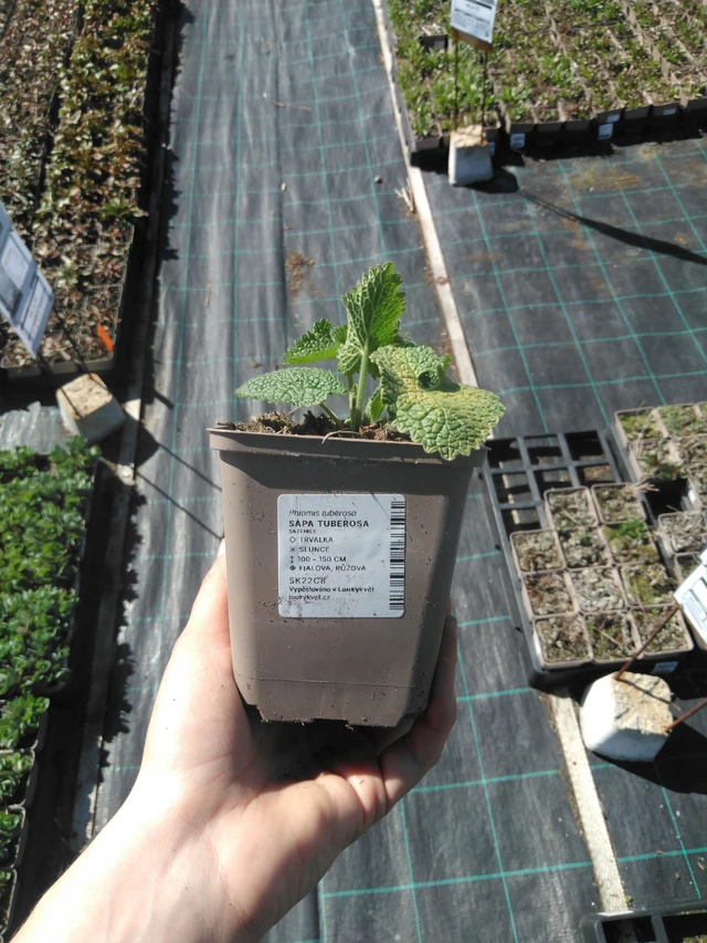 Sápa Tuberosa - 3. 4. 2025