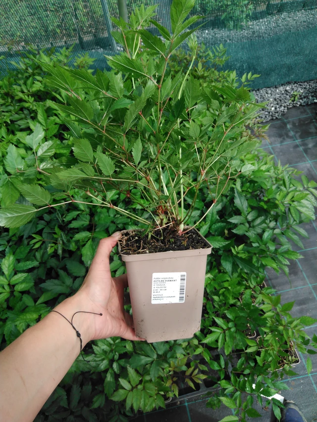 Astilbe Diamant - 2024