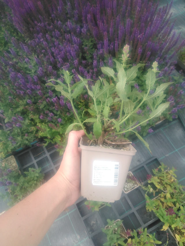 Šalvěj hajní Schwellenburg - 2024