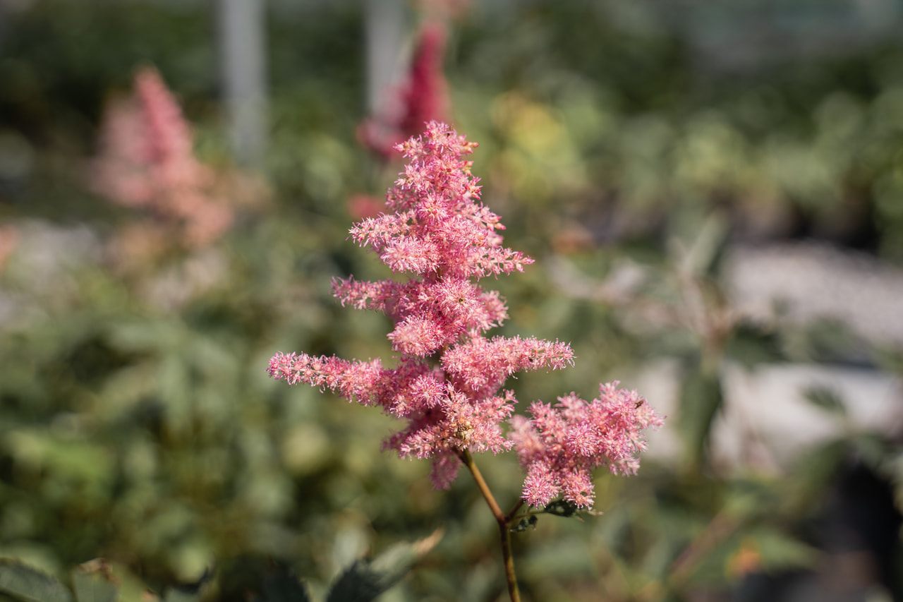Tollbuga Anita Pfeifer, Loukykvět