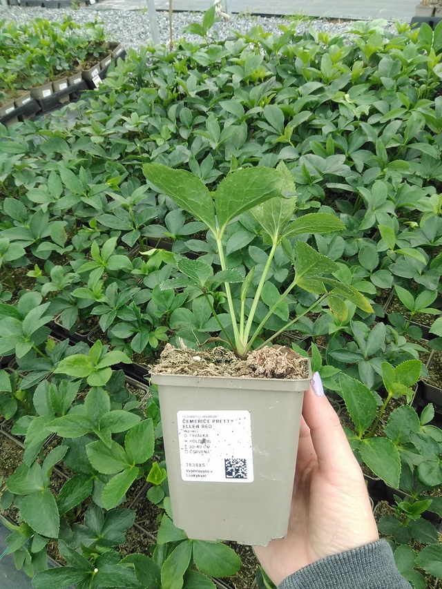 Hellebore Pretty Ellen Red - 9. 6. 2025