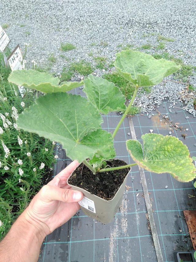 Malva Chaters White - 21. 7. 2025