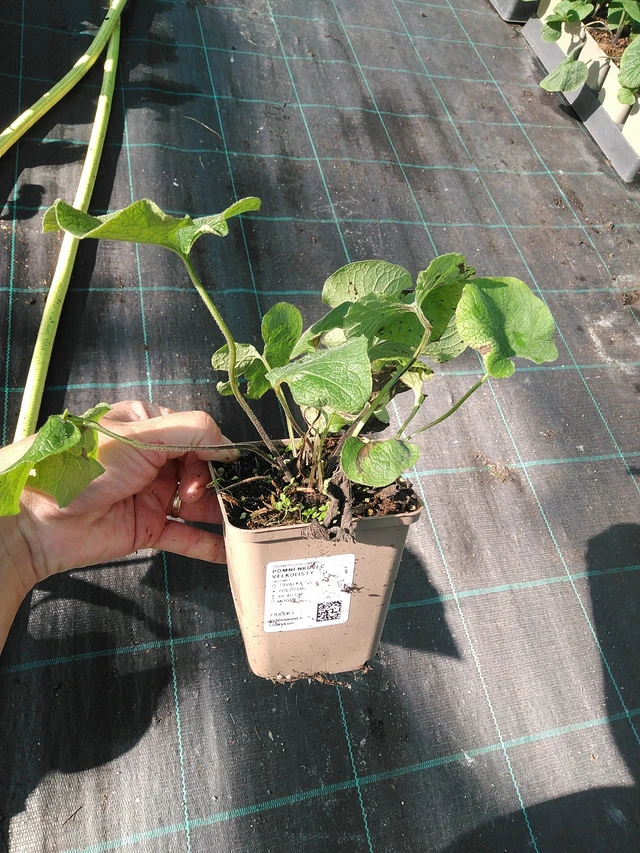 Nomeolvides de hojas grandes  - 19. 8. 2025