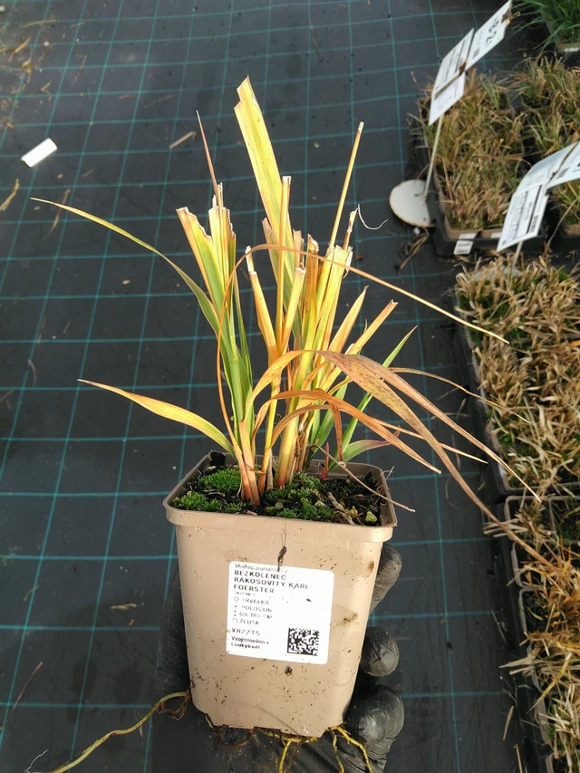 Isosiniheinä Karl Foerster - 31. 10. 2025