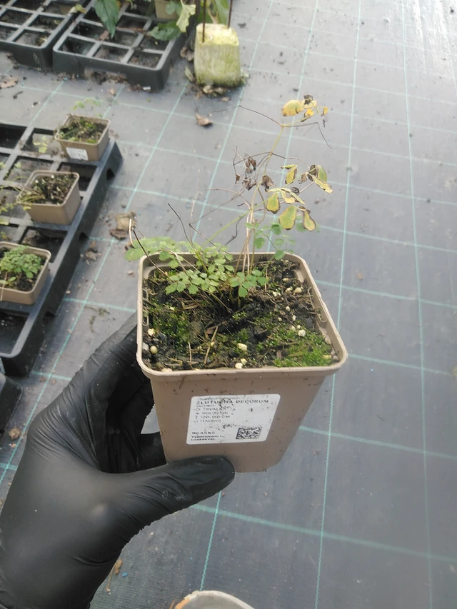 Meadow-rue Decorum - 13. 10. 2025