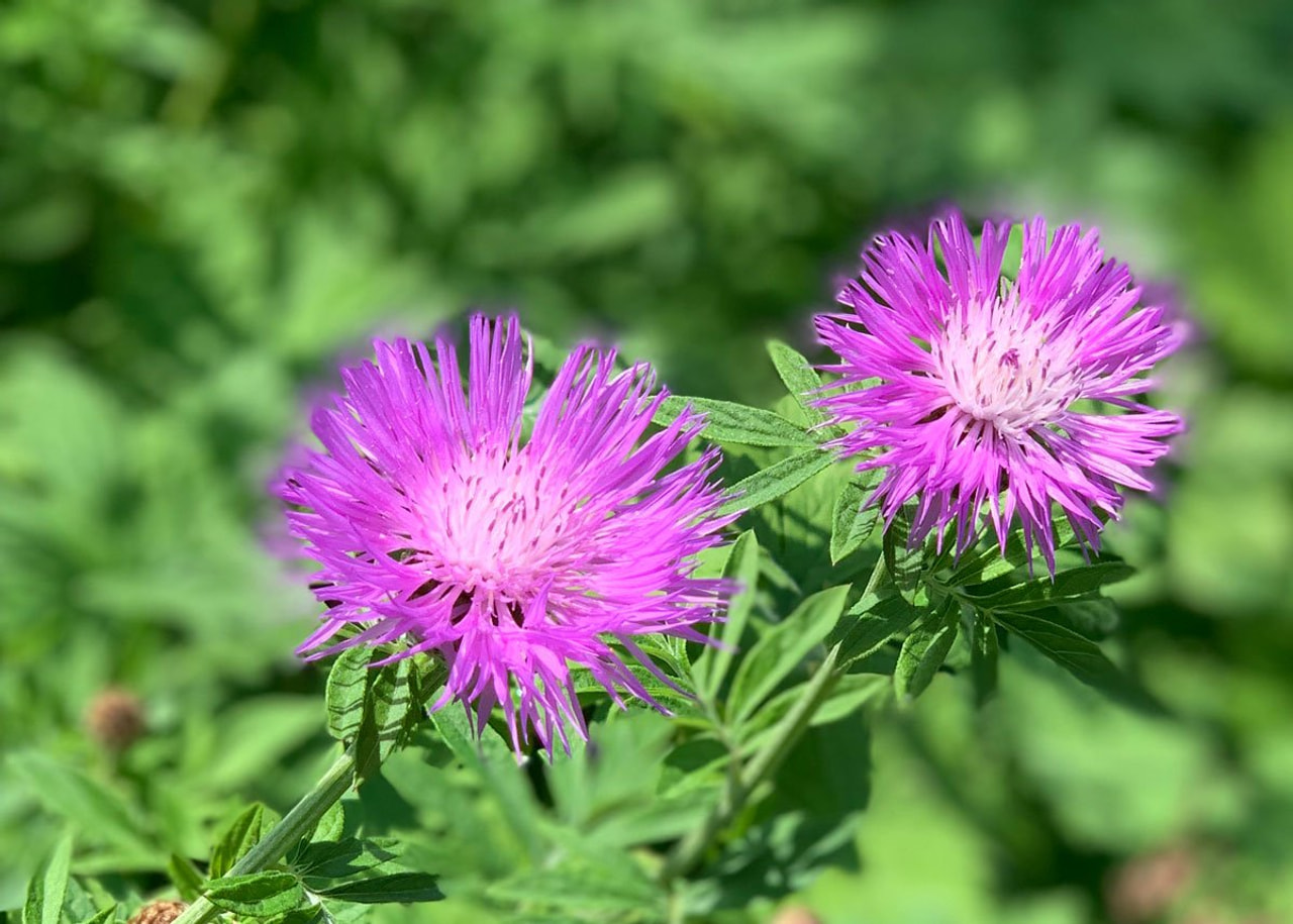 Chrpa Bright Rose, Loukykvět