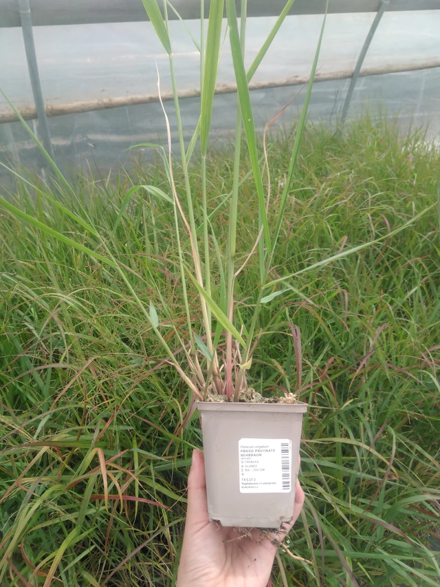 Vingergras Rehbraun - 2024