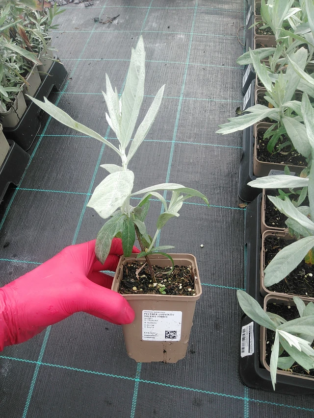 Artemisia Valerie Finnis - 31. 7. 2025