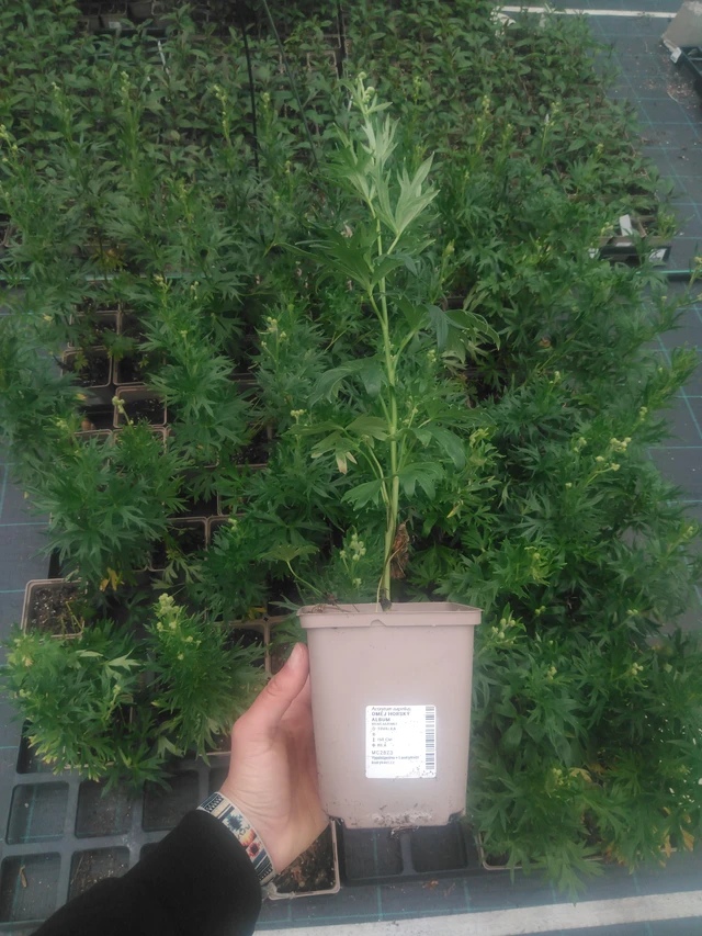 Oměj horský Album - 2024