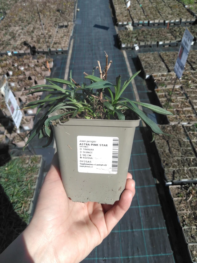 Aster Pink Star - 3. 4. 2025