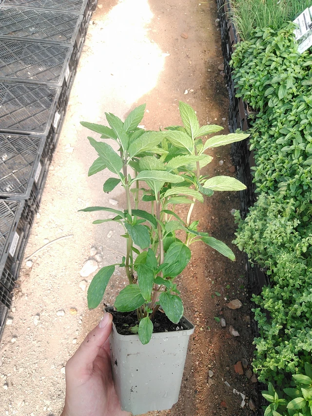 Menta tailandesa - 1. 7. 2025