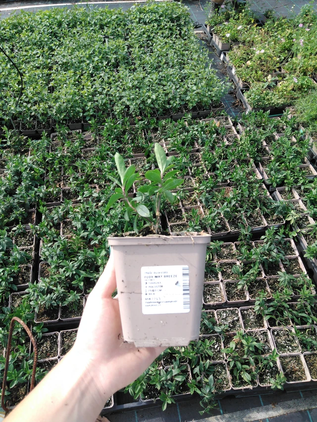 Flox May Breeze - 2024