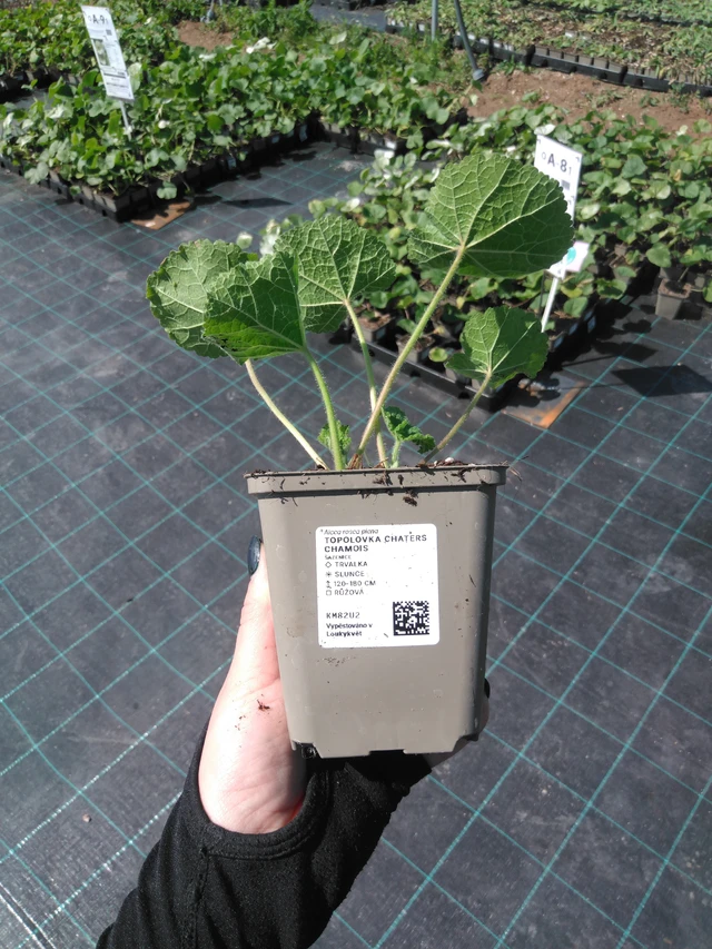 Malva Chaters Chamois - 13. 5. 2025