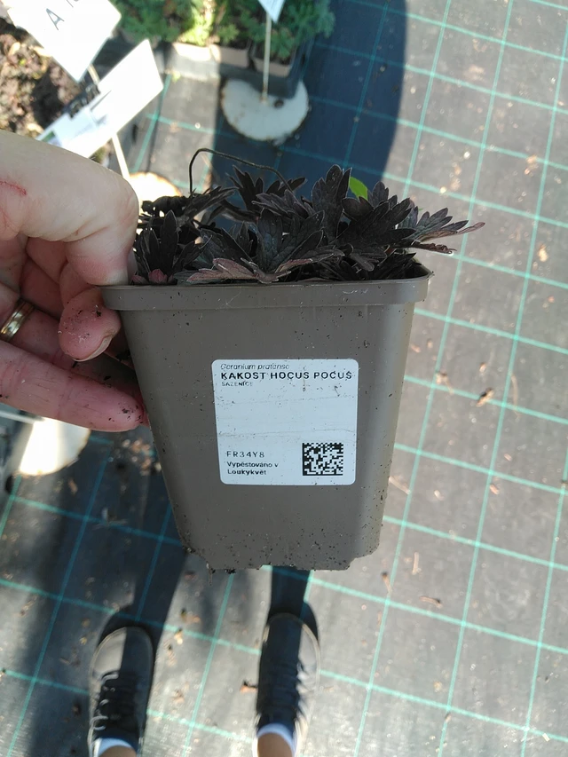 Kakost Hocus Pocus - 19. 8. 2025