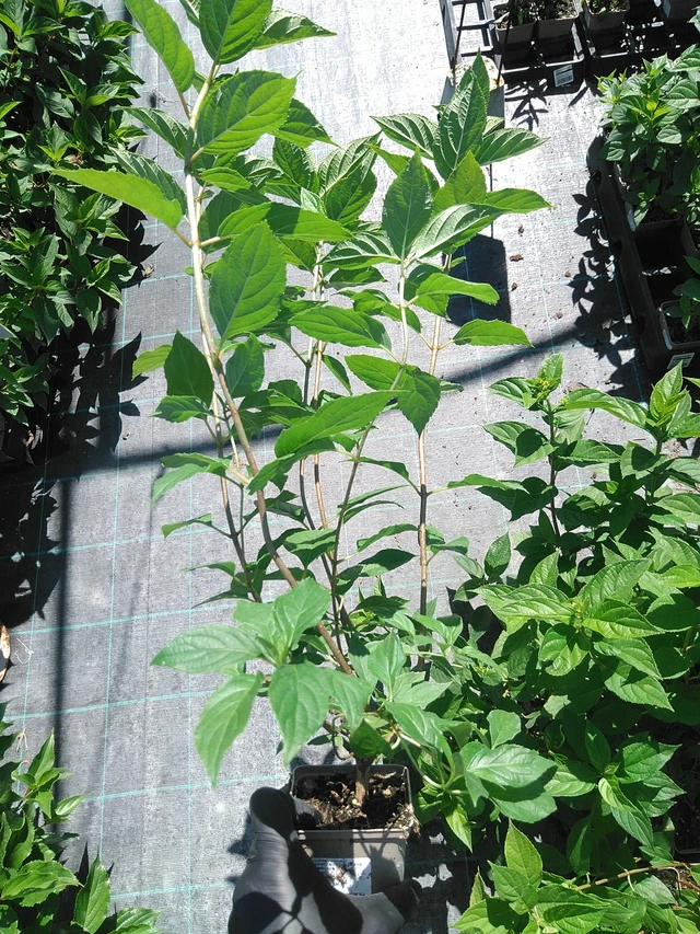 Panicle Hydrangea Limelight - 19. 8. 2025