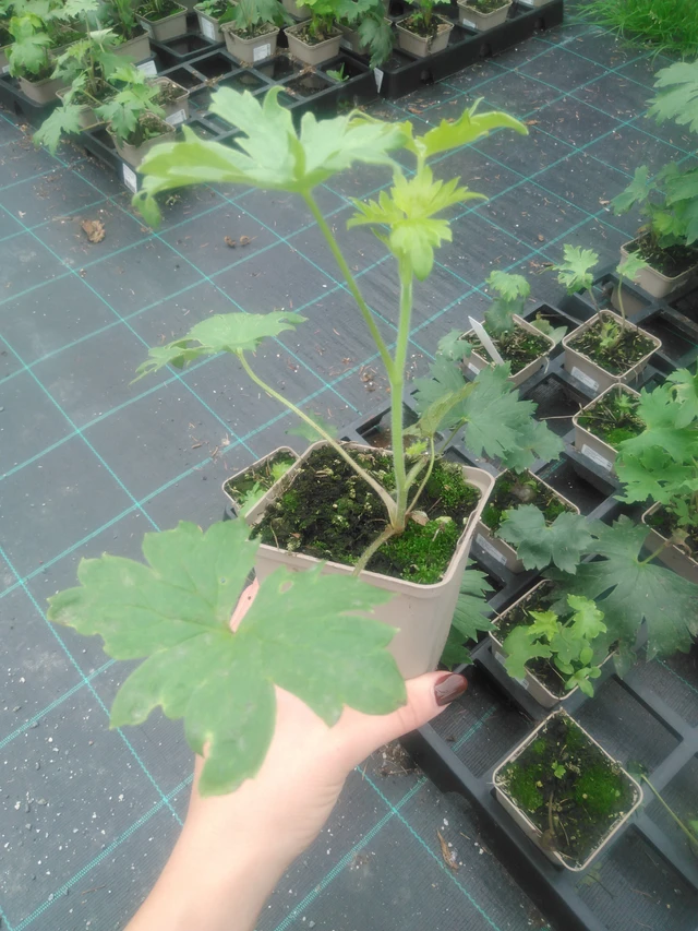 Ostrožka Benary’s Pacific Blue Bird - 2024