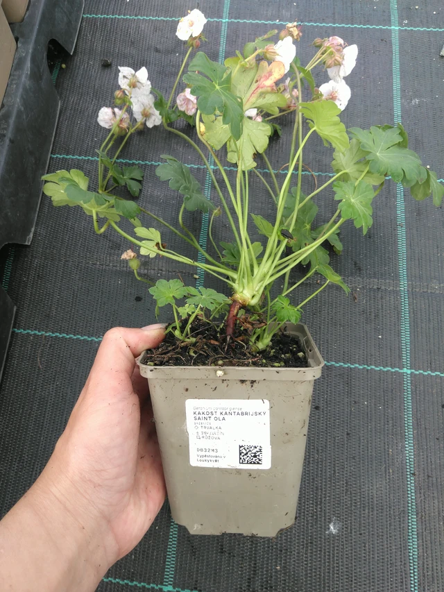 Kurjenpolvi kantabrijský Saint Ola - 11. 7. 2025