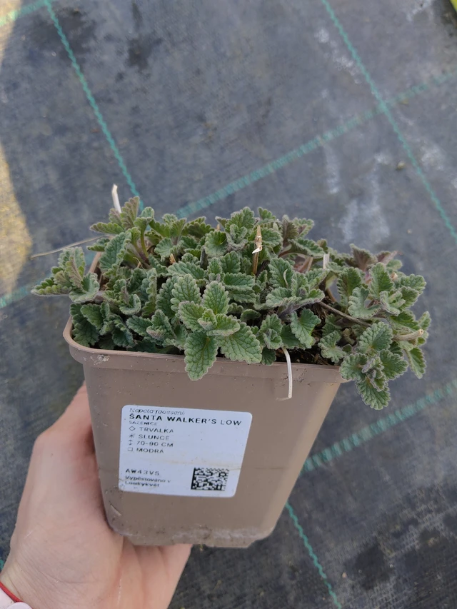 Šanta Walker’s Low - 27. 3. 2026