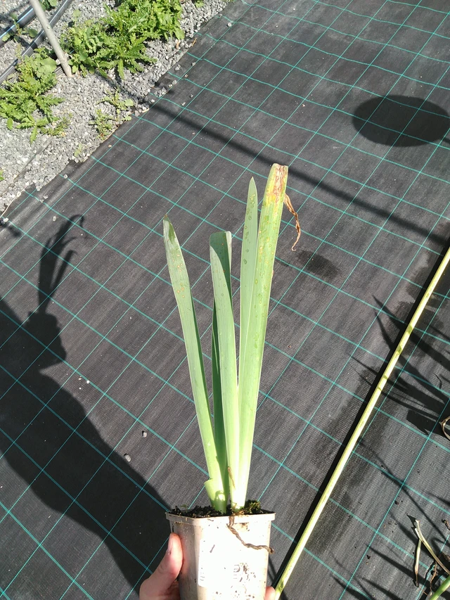 Iiris Lugano - 24. 6. 2025