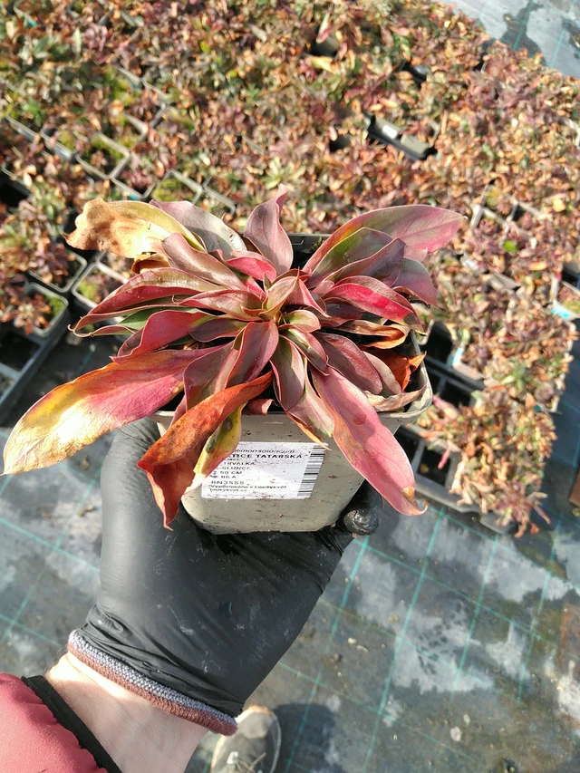 Statice tatarská - 31. 10. 2025