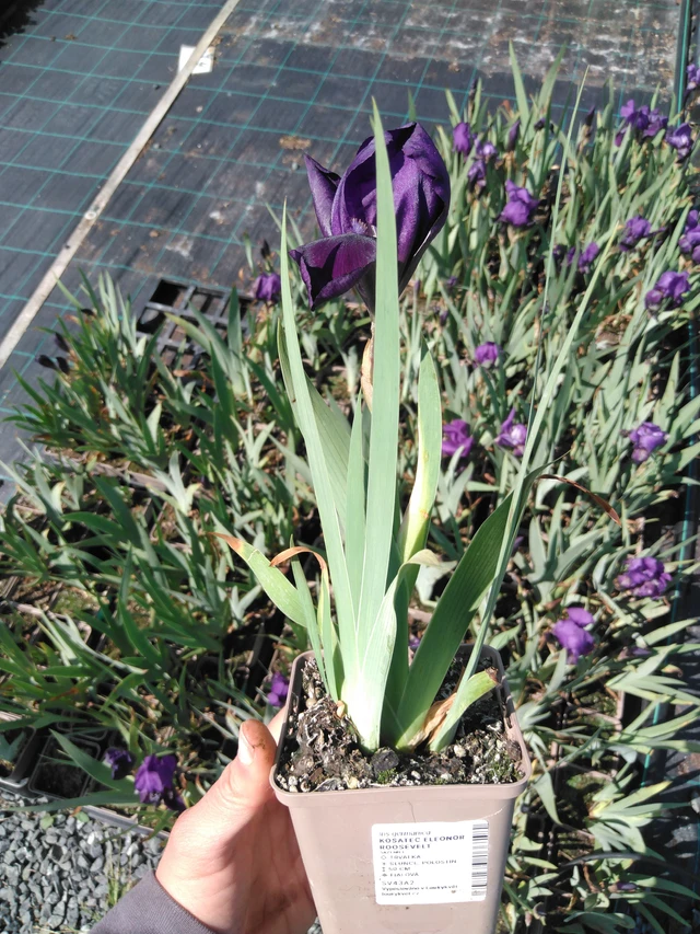 Kosatec Eleonor Roosevelt - 13. 5. 2025