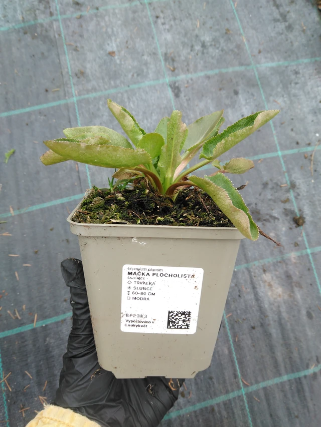 Kotúč plocholistý - 1. 4. 2026