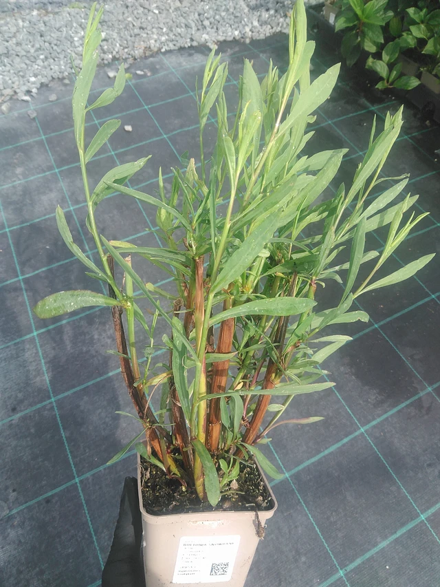 Boltonia Snowbank - 10. 9. 2025