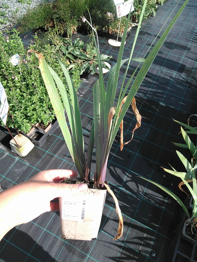 Iiris Lent A. Williamson - 11. 7. 2025