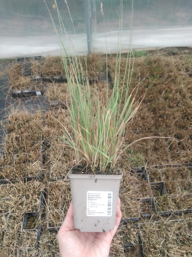 Nurmilauha Edith Dudszus - 2024