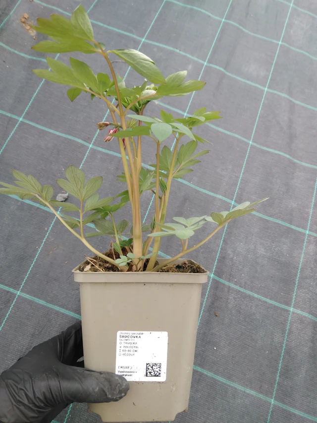 Szívvirág - 1. 4. 2026