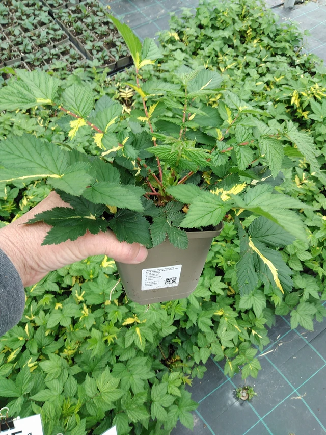 Angervo Variegata - 9. 6. 2025