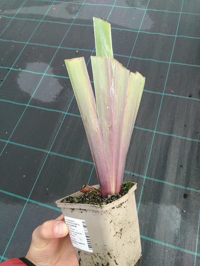 Iiris Lent A. Williamson - 28. 7. 2025