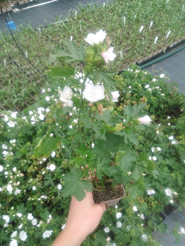 Sléz pižmový Alba - 2024