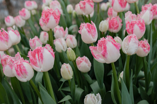 Tulipán Neglige, Loukykvět