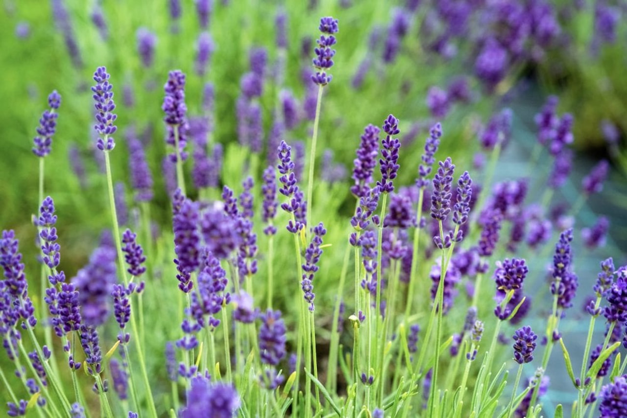 Lavendel Munstead, Loukykvět