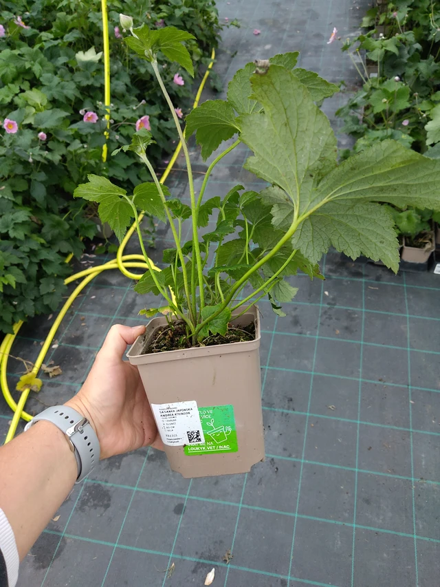 Sasanka japonská Andrea Atkinson - 10. 9. 2025