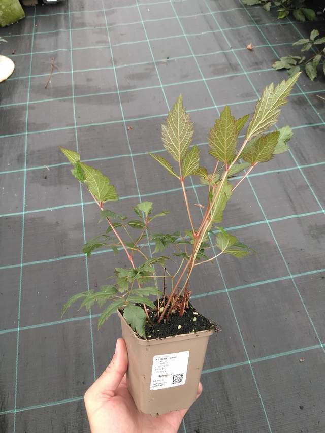 Astilbe Fanal - 21. 7. 2025