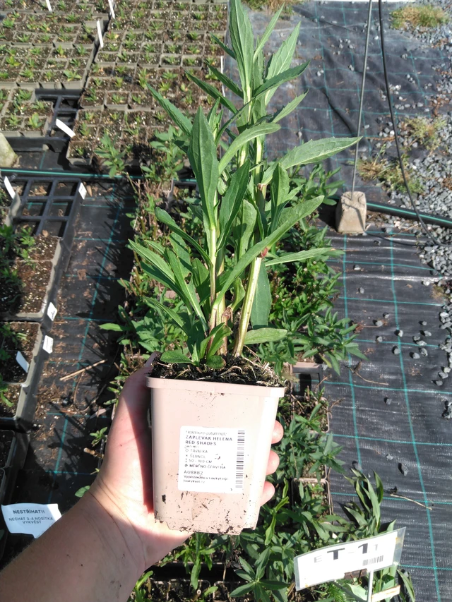 Sneezeweed Helena Red Shades - 2024