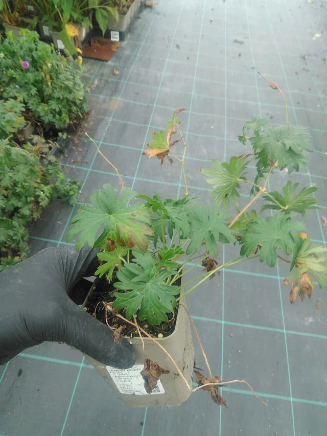 Verikurjenpolvi - 10. 9. 2025