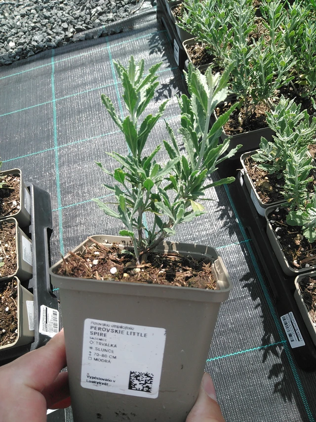 Perovskie Little Spire - 24. 6. 2025