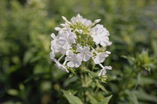 Flox Fujiyama, Loukykvět