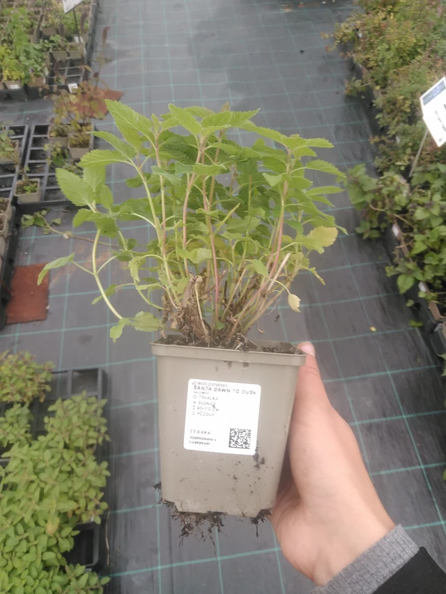 Šanta Dawn to Dusk - 10. 10. 2025