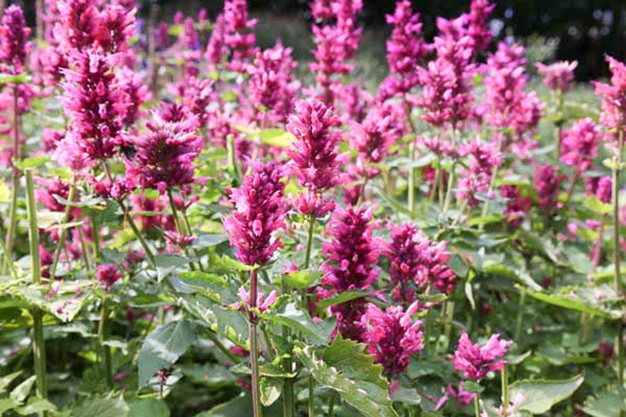 Agastache Danish Delight, Loukykvět