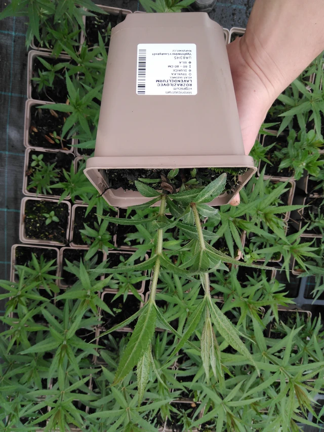 Kuunlilja Lavendelturm - 2024