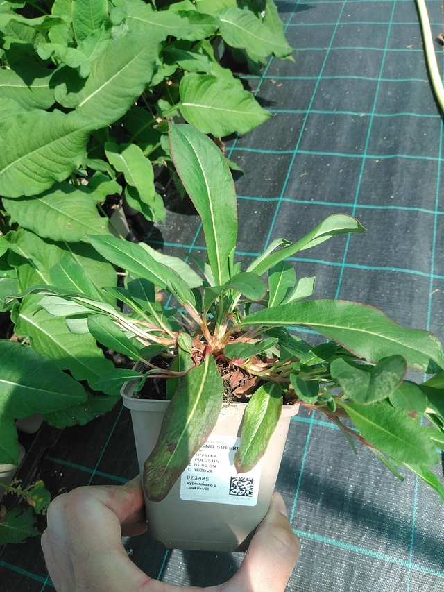 Knotweed Superba - 24. 6. 2025