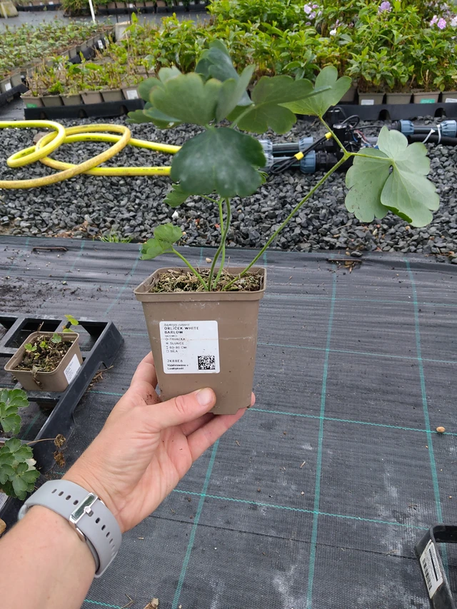 Orlíček White Barlow - 10. 9. 2025