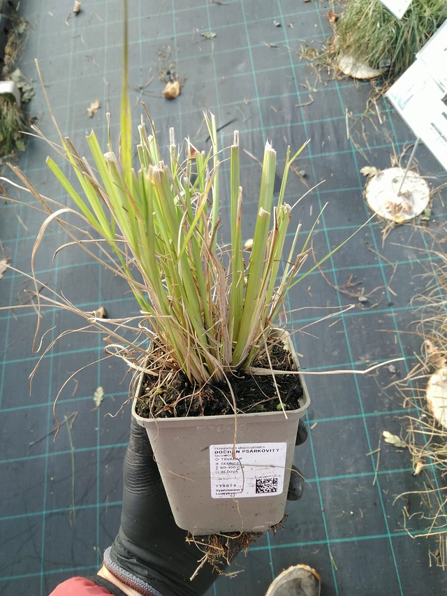 Dochan psárkovitý - 31. 10. 2025