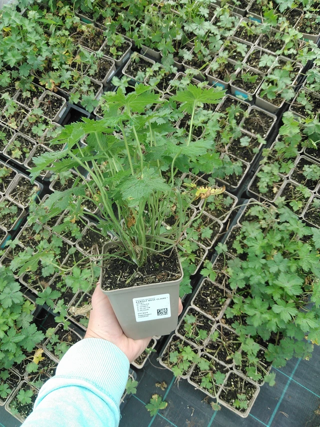 Kakost Rose Claire - 9. 6. 2025