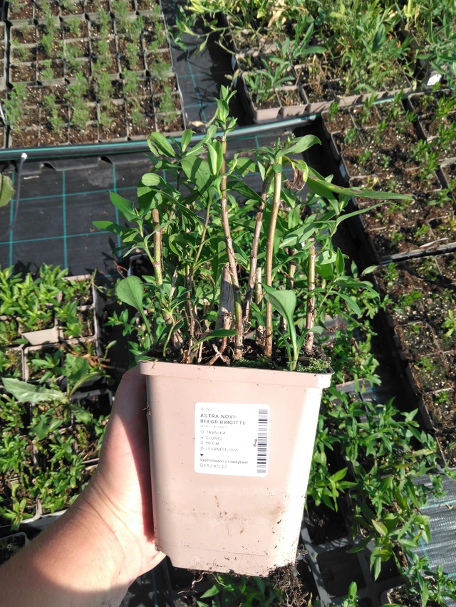 Astra novi-belgii Brigitte - 2024