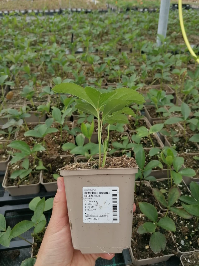 Hellebore Double Ellen Pink - 2024